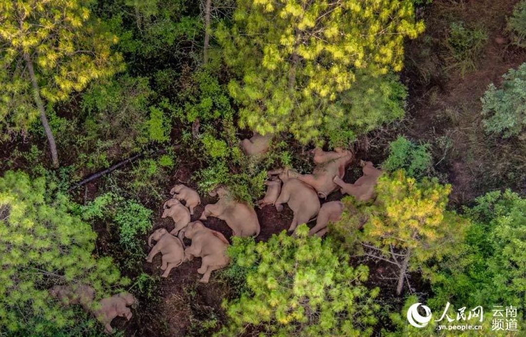 POTRET: Kawanan Gajah di Yunnan yang Bermigrasi-Image-4