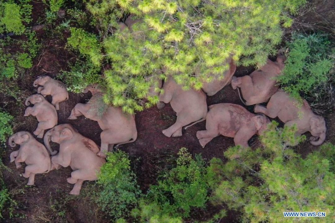 China Akan Pandu Kawanan Gajah ke Habitatnya-Image-1