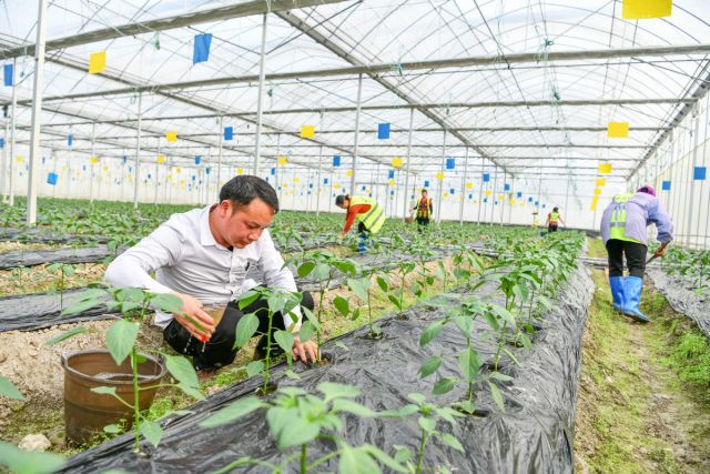 POTRET: Pasangan di China yang Beralih dari Pekerja Migran Menjadi Petani Profesional-Image-3