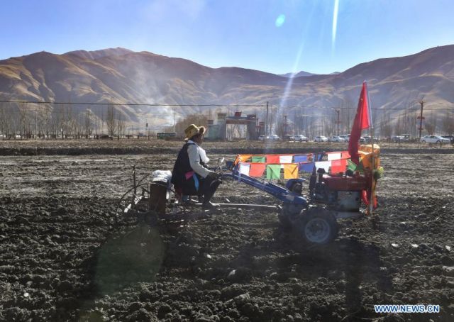 POTRET: Masyarakat Rayakan Upacara Pembajakan Musim Semi di Tibet-Image-2