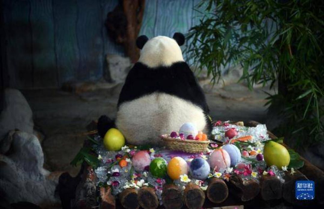 POTRET: Gemas Dua Panda Raksasa Rayakan Ulang Tahunnya di Haikou-Image-5