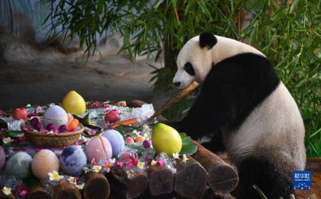 POTRET: Gemas Dua Panda Raksasa Rayakan Ulang Tahunnya di Haikou-Image-6