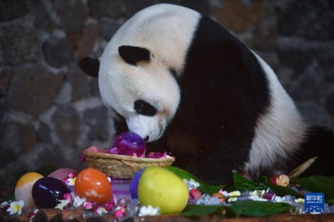POTRET: Gemas Dua Panda Raksasa Rayakan Ulang Tahunnya di Haikou-Image-7