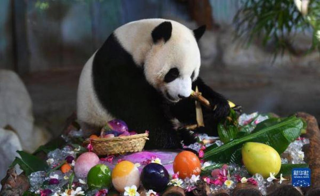 POTRET: Gemas Dua Panda Raksasa Rayakan Ulang Tahunnya di Haikou-Image-2
