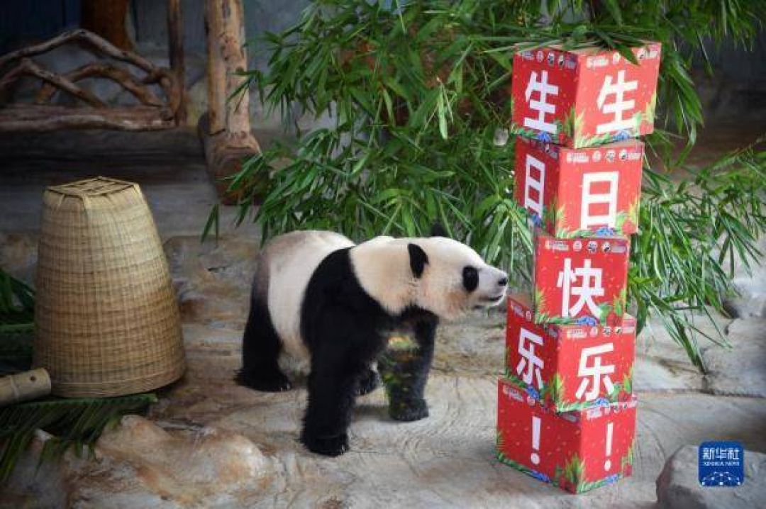 POTRET: Gemas Dua Panda Raksasa Rayakan Ulang Tahunnya di Haikou-Image-4