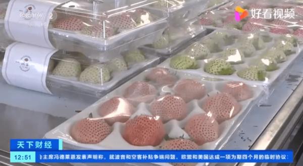 Stroberi Berwarna-warni yang Populer di Qingdao China-Image-3