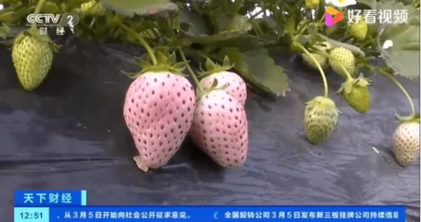 Stroberi Berwarna-warni yang Populer di Qingdao China-Image-2