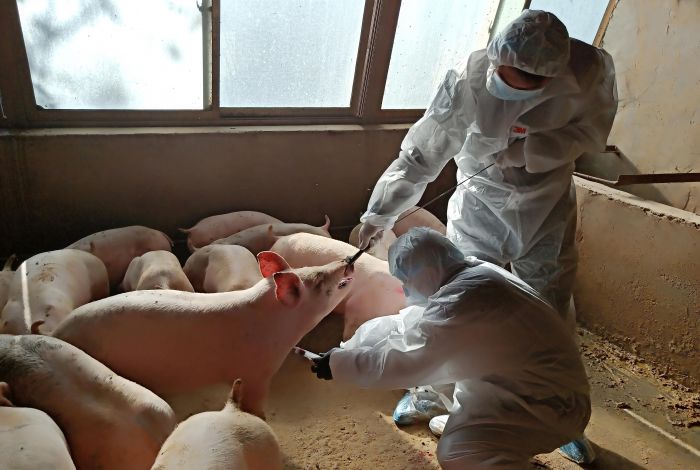 BARU, Ditemukan Virus Flu dari Babi-Image-1