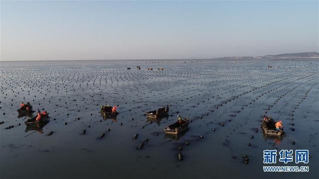 Rumput Laut di Shangdong Masuki Musim Panen-Image-1