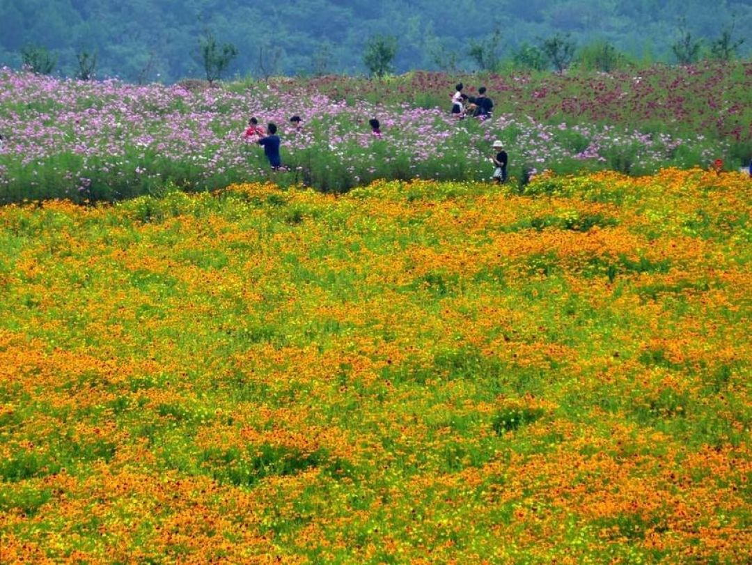 POTRET: Optimalisasi 280 Hektar Lahan Kosong di Shijiangshan Beijing Jadi Lautan Bunga-Image-3