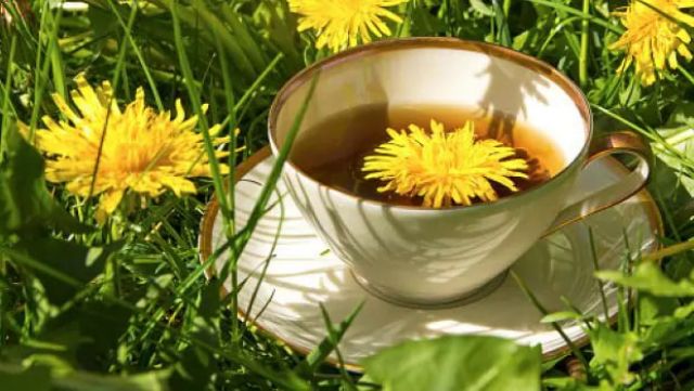 Manfaat Teh Dandelion dan Kurma Merah, Buat Tubuh jadi Awet Muda-Image-1