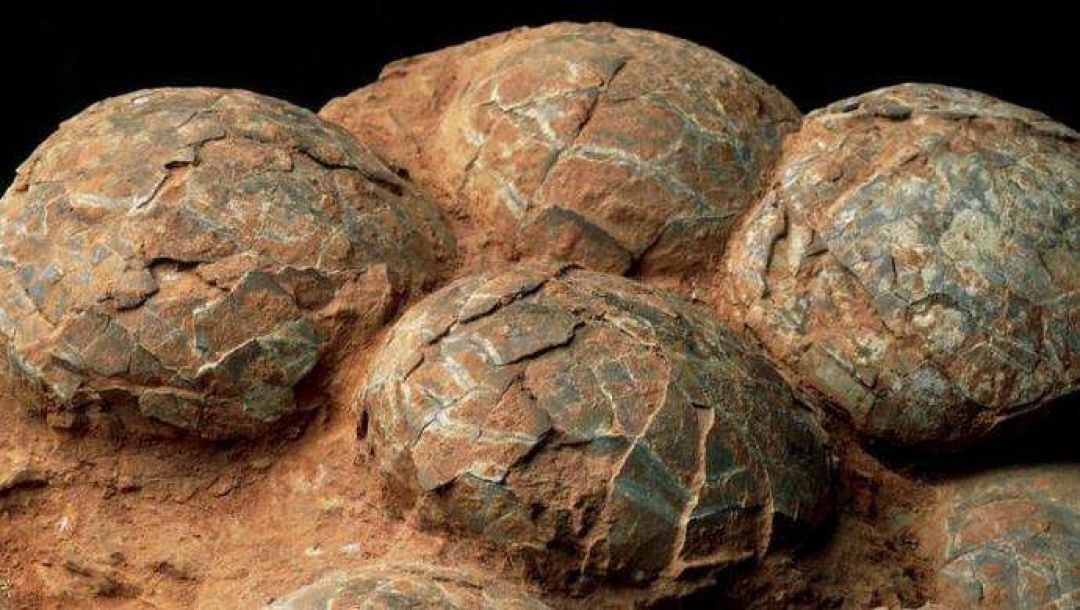 SEJARAH: 1993 Penemuan Fosil Telur Dinosaurus di Henan-Image-1