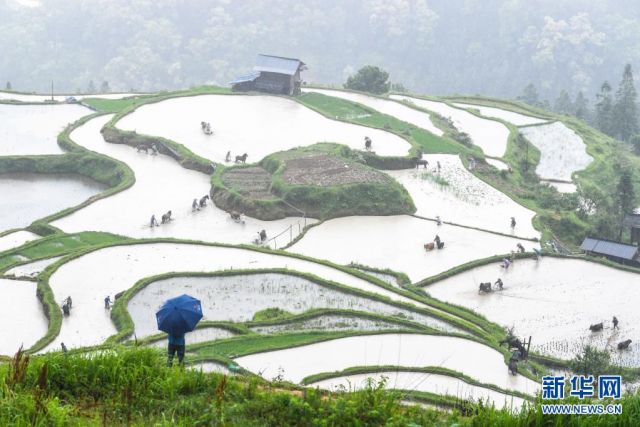 POTRET: Bertani dengan Ribuan Ternak di Guizhou-Image-1