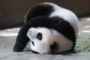 Anak Panda Menantikan Nama dari Saran Publik
