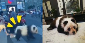 Lho, Mirip! Penampakan Aneh Panda di Persimpangan &hellip;