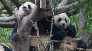 China Lindungi Panda Raksasa dan Macan Tutul Salju