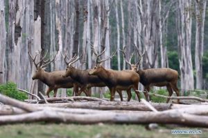 Populasi Elk, Spesies Rusa di China Sekitar 8.000 &hellip;