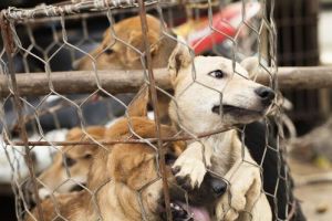 Para Aktivis Berharap, Festival Daging Anjing &hellip;