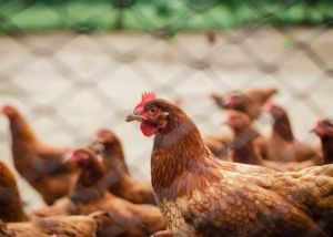 Shio 1 Juli: Hubungan Ayam Sedang Buruk