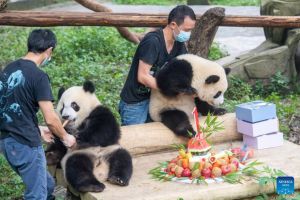 POTRET: Perayaan Ulang Tahun Panda di Kebun &hellip;