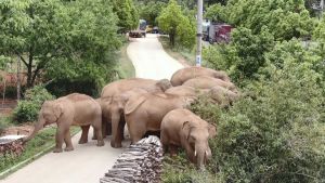 Kawanan Gajah China Berkeliaran di Yunnan