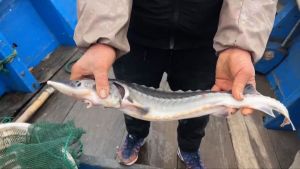 Nelayan Ninghai Tak Sengaja Temukan Ikan Purba &hellip;