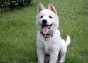 Shio 3 Juni 2022: Anjing Penuh Semangat
