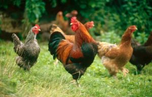 Shio 22 Juni 2022: Rejeki Ayam Sedang Bagus
