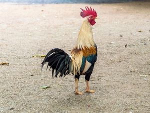 Shio 8 Juni 2022: Ayam Sedang Bahagia