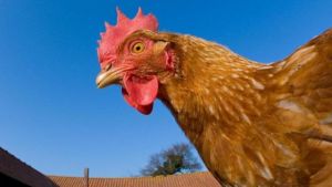 Shio 5 Mei 2022: Hari Baik Shio Ayam Negoisasi