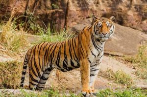 Ramalan Shio 24 April 2022: Macan Punya Kesempatan