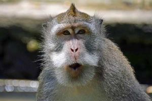 Shio 8 Mei 2022: Monyet, Rejekimu Bagus