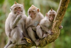 Shio 20 Juni 2022: Monyet Perlu Hati-hati