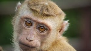 Shio 27 Mei 2022: Monyet, Jangan Boros