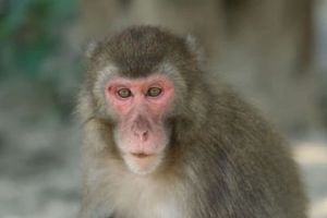 Shio 1 Juni 2022: Monyet Penuh Energi
