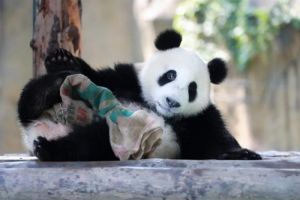 Jelang Ulang Tahun, Akhirnya Panda Raksasa Ini &hellip;