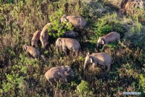 Kawanan Gajah Migrasi di Yunnan