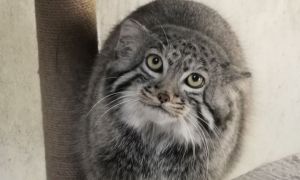 China Biakkan Kucing Pallas Pertama di Qinghai