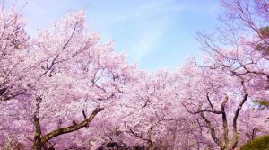 Manfaat Bunga Sakura yang Memabukkan