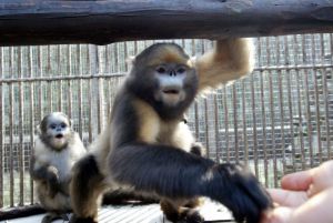 China Lakukan Survei Populasi Monyet Emas Langka