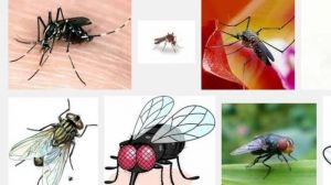 Tenang, Nyamuk dan Lalat Tidak Bisa Tularkan &hellip;