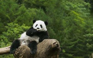 Asal Mula Warna Hitam-Putih Bulu Panda