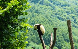 Sichuan dan Shanxi Lanjutkan Pembangunan Taman &hellip;