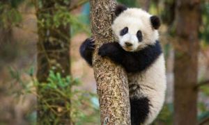 Ternyata, Panda Bisa Mengeluarkan Suara yang &hellip;
