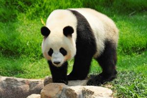 Sempat Disebut Tapir, Begini Sejarah Panda &hellip;