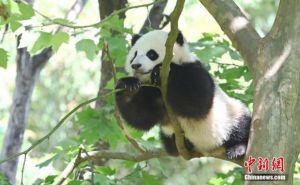 Tingkat Perlindungan Flora - Fauna China 74%