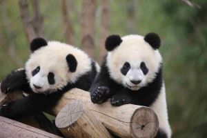 Pusat Riset Panda Qinling Dibuka untuk Umum Akhir &hellip;