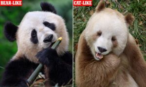 Peneliti China Rilis Genom Panda Raksasa, Ungkap &hellip;