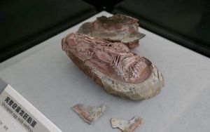 Fosil Embrio Dinosaurus Ditemukan di China