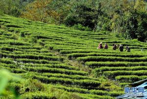 Sejarah 1.400 Tahun, Aroma Teh Nikmat Untuk Orang &hellip;